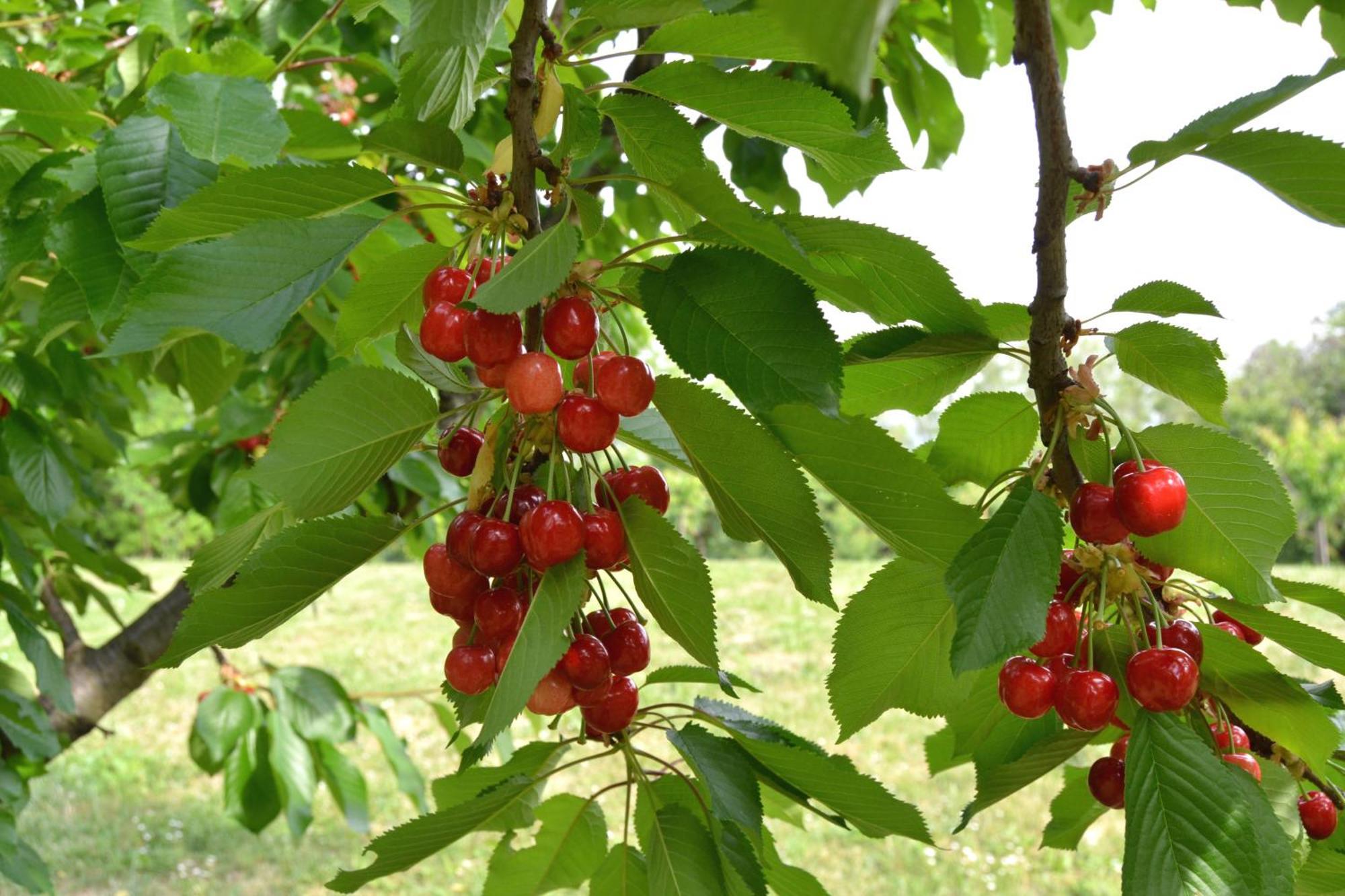 Bucaneve